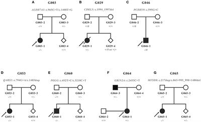 Molecular analysis and prenatal diagnosis of seven Chinese families with genetic epilepsy